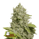CBD Critical XXL Auto from Seed Stockers