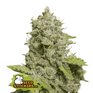 CBD Critical XXL Auto from Seed Stockers