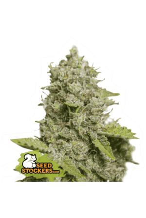 CBD Critical XXL Auto