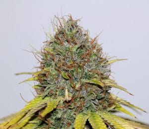 CBD Hash Plant