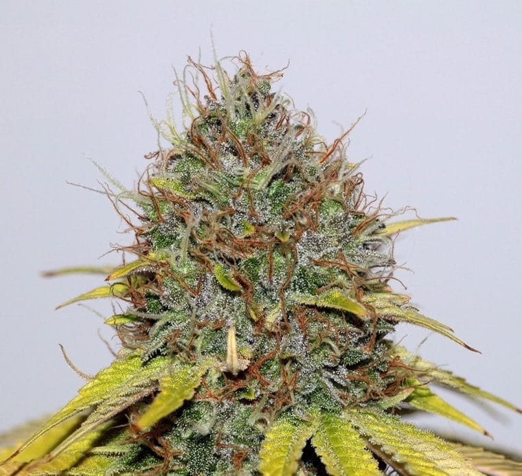 Image 1 of CBD Hash Plant cannabis by Seedsman Seeds – Fruity – Mostly Indica – Middle of September – Seed City