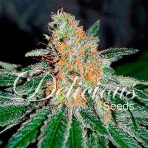 CBD Jam cannabis seeds – High CBD – 12/12 Photoperiod – Anxiety – image 1 from Seed City