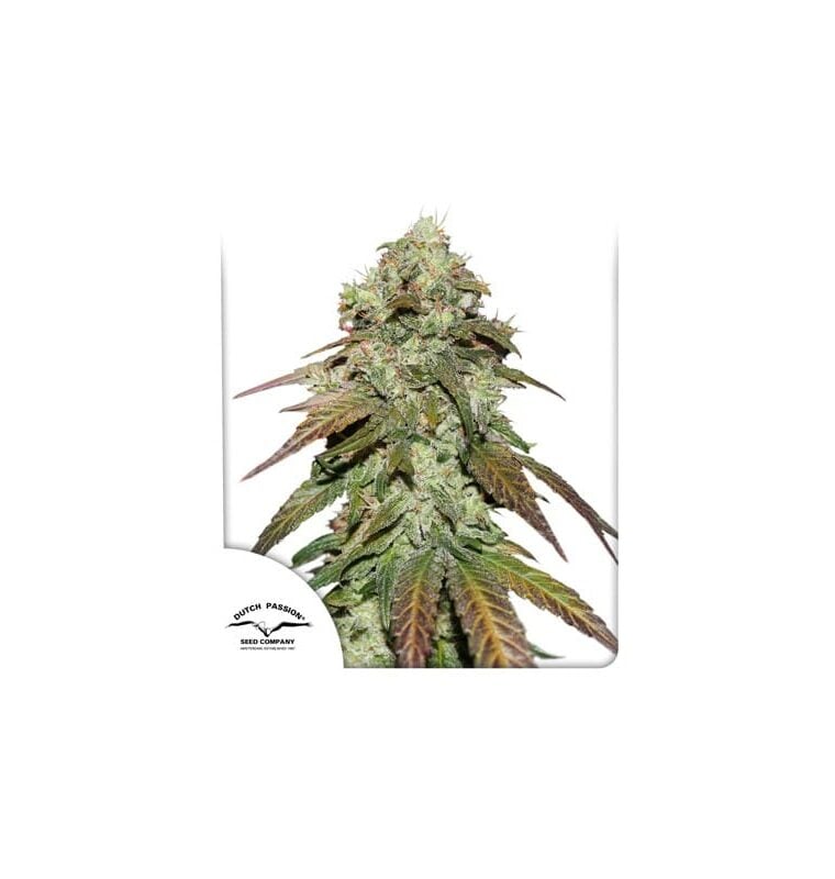 Image 1 of CBD Mazar cannabis by Dutch Passion Seeds – 12/12 Photoperiod – Indica-heavy – Earthy – Seed City