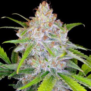 CBD Medi Kush