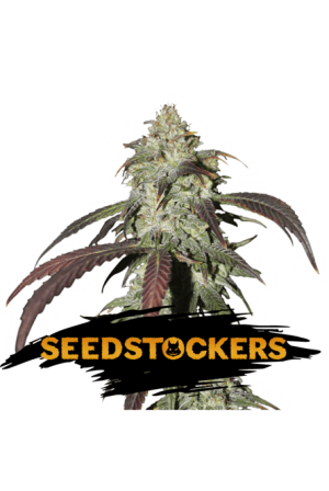 CBD Northern Lights