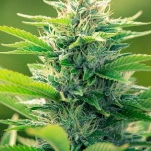 CBD Oil Maker from PowerStrains