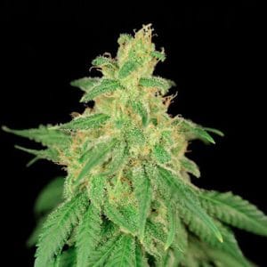 CBD René