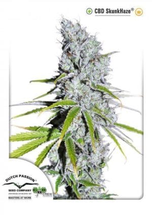 CBD SkunkHaze