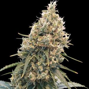 CBD Spliff Berry by Spliff Seeds – High CBD – Indoor – Guaranteed female plants – image 1 – Seed City