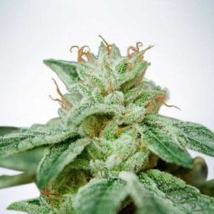 CBD Star cannabis seeds – High CBD – Indica-heavy – General Pain – image 1 from Seed City