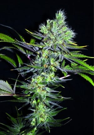 CBD Sweet ‘n Sour Widow