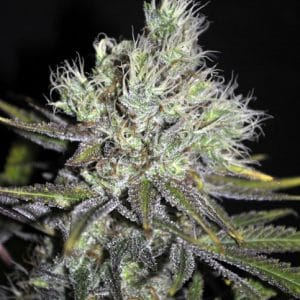 CBD Sweet n Sour Widow by CBD Crew Seeds – Resistant to Mould – High CBD – Regular – image 1 – Seed City