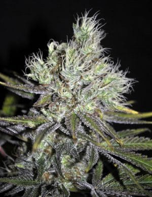 CBD Sweet n Sour Widow