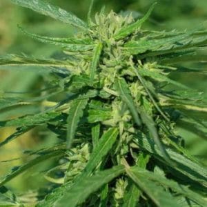 CBD Terra Italia by Female Seeds – 12/12 Photoperiod – Female seeds – Herbal – image 1 – Seed City