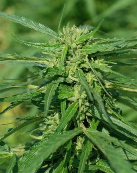 CBD Terra Italia by Female Seeds – 12/12 Photoperiod – Female seeds – Herbal – image 1 – Seed City