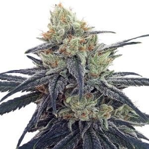 Mostly Sativa – 12/12 Photoperiod – Female seeds – CBD #1 strain – image 1 – from Ace Seed bank via Seed City