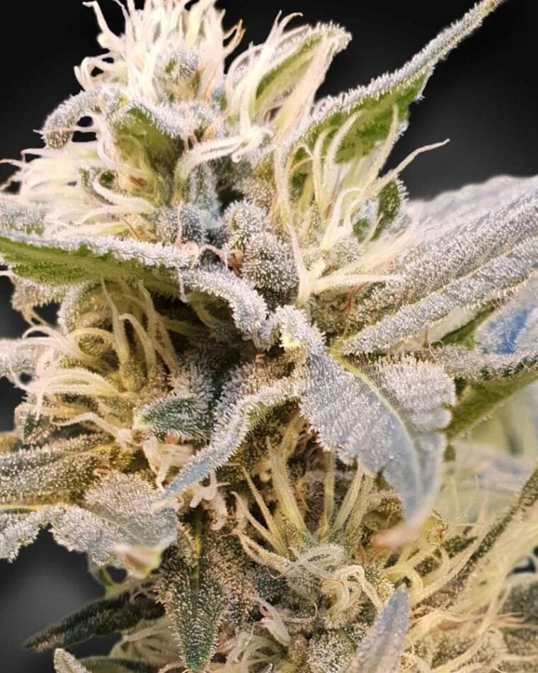 Image 1 of CBDelight cannabis by Paradise Seeds – Skunky – Social – Suited for indoor growing – Seed City