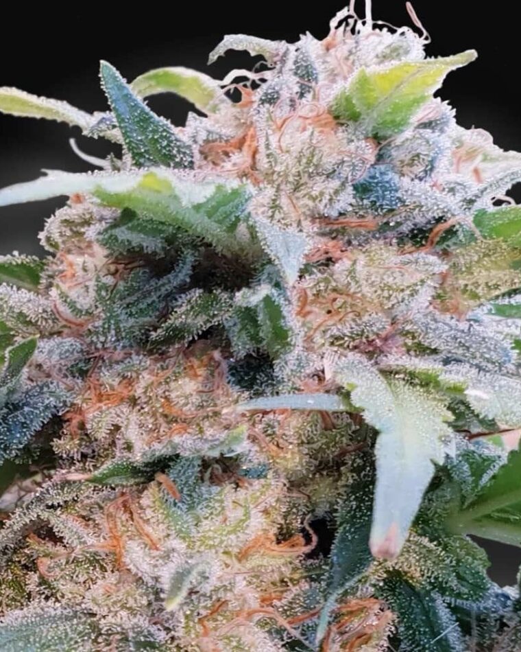 CBDream by Paradise Seeds – Indica – Outdoor cultivation – Relaxing – image 1 – Seed City