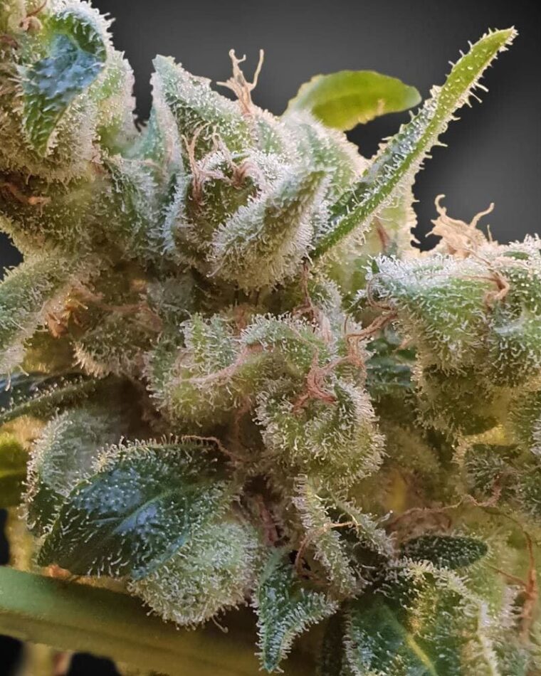 CBDrelax from Paradise Seeds