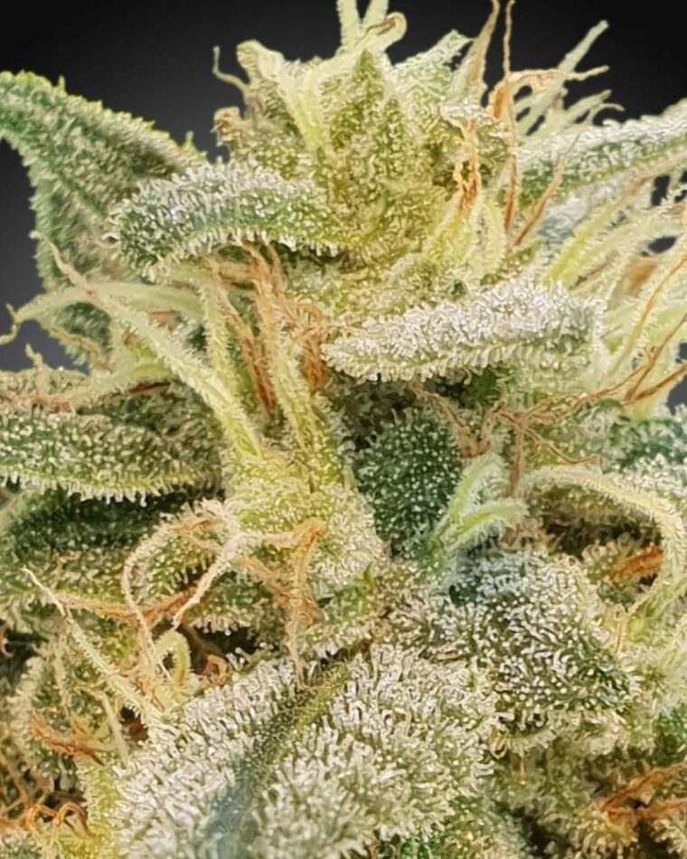 Image 1 of CBDrelief cannabis by Paradise Seeds – General Pain – Indica Dominant – Female seeds – Seed City