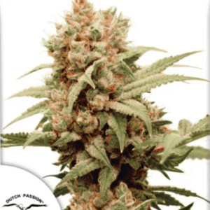 Image 1 of CBG Force cannabis by Dutch Passion Seeds – Feminized – High CBG – Suited for indoor growing – Seed City
