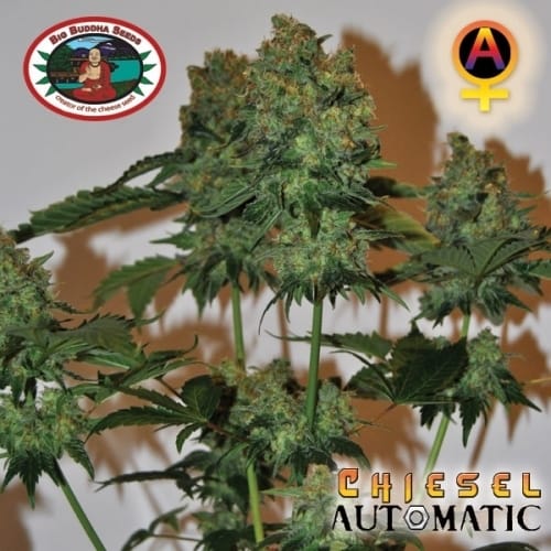 Chiesel Automatic from Big Buddha Seeds