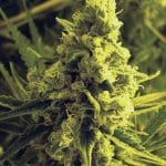 Critical Hog from TH Seeds