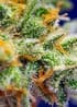 Crystal Candy XL Auto by Sweet Seeds – Feminized – Indoor – Sweet – image 2 – Seed City