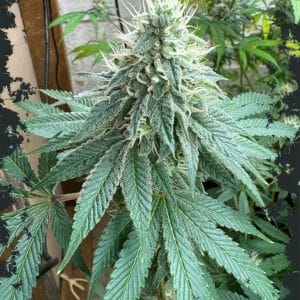 CURDZ cannabis seeds – Couch Lock – 12/12 Photoperiod – Indica-heavy – image 1 from Seed City