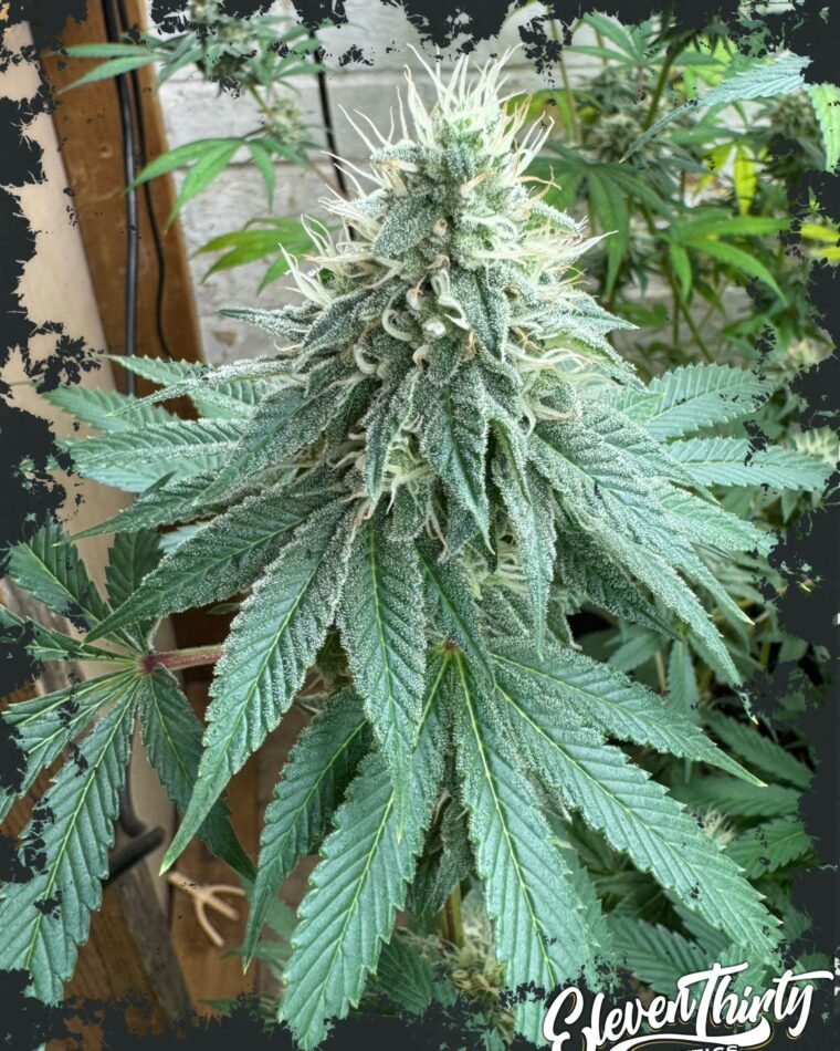 CURDZ cannabis seeds – Couch Lock – 12/12 Photoperiod – Indica-heavy – image 1 from Seed City