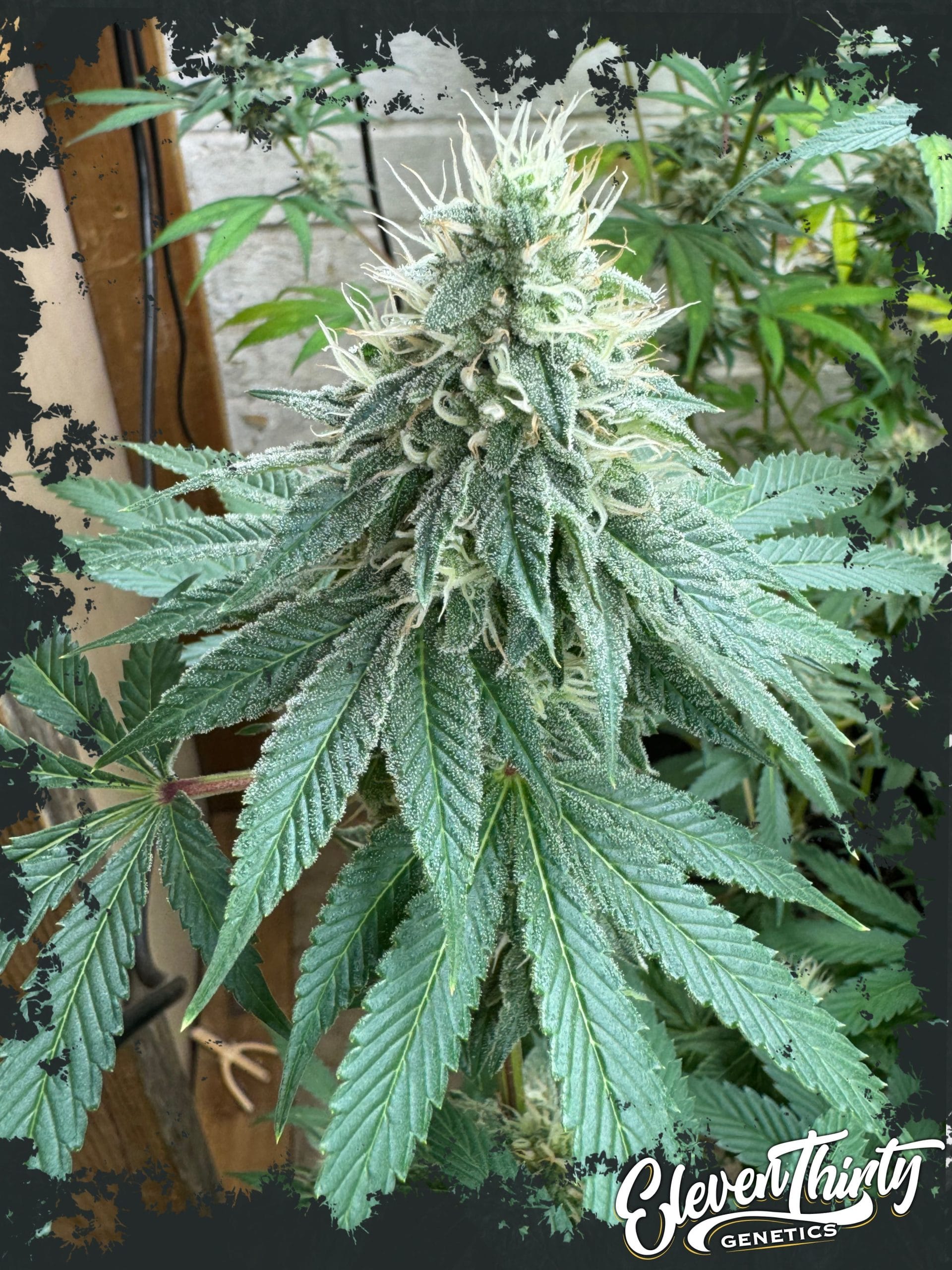 CURDZ cannabis seeds – Couch Lock – 12/12 Photoperiod – Indica-heavy – image 1 from Seed City