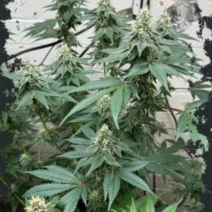 CURDZ Auto cannabis seeds – Couch Lock – Mostly Indica – Gassy – image 1 from Seed City
