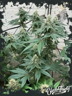 CURDZ Auto