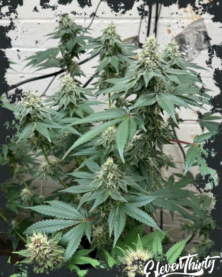 CURDZ Auto cannabis seeds – Couch Lock – Mostly Indica – Gassy – image 1 from Seed City