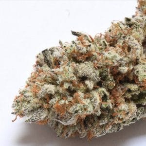 Gassy – Regular – 12/12 Photoperiod – Cake Bomb strain – image 1 – from Prolific Coast Seeds via Seed City