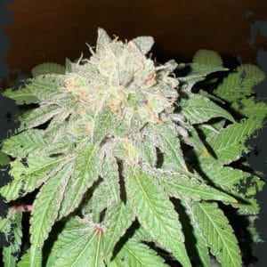 Cake Budder by ElevenThirty Genetics – Relaxing – High Yielding – Feminized – image 1 – Seed City