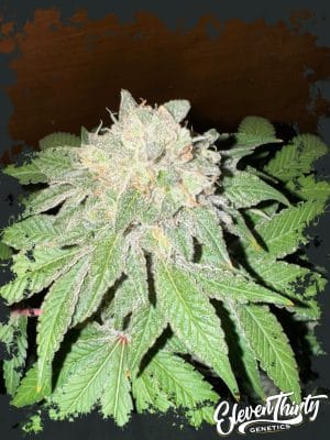 Cake Budder