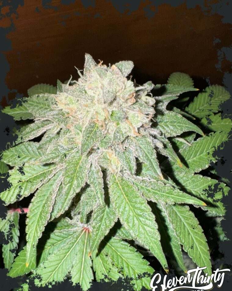Cake Budder by ElevenThirty Genetics – Relaxing – High Yielding – Feminized – image 1 – Seed City