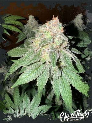 Cake Budder Auto