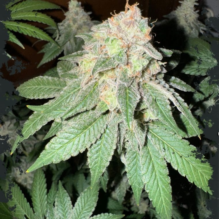 Cake Budder Auto cannabis seeds – Gassy – High Yielding – Mostly Indica – image 1 from Seed City