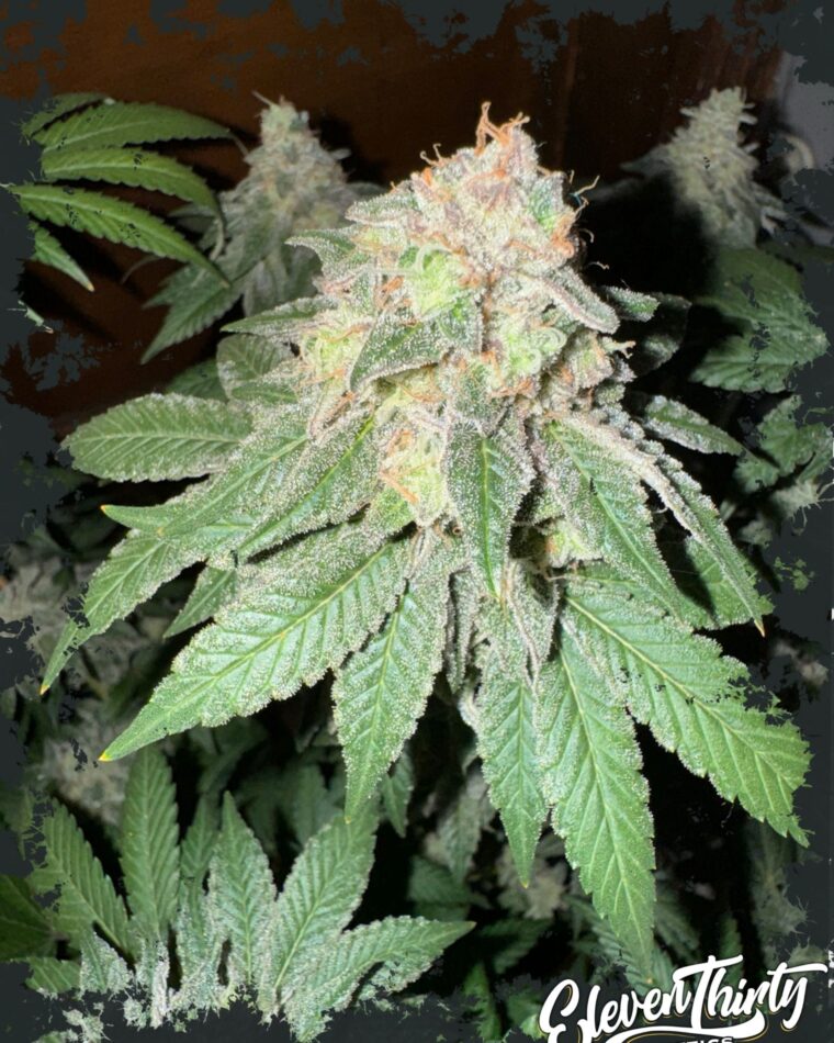Cake Budder Auto cannabis seeds – Gassy – High Yielding – Mostly Indica – image 1 from Seed City