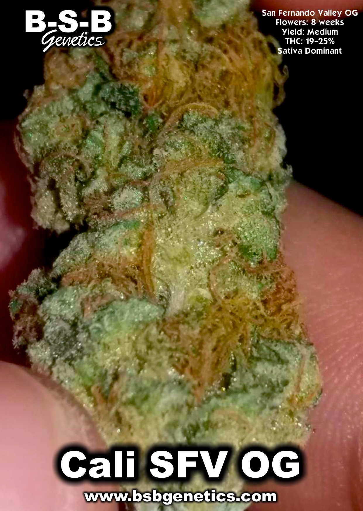 Cali SFV OG from BSB Genetics