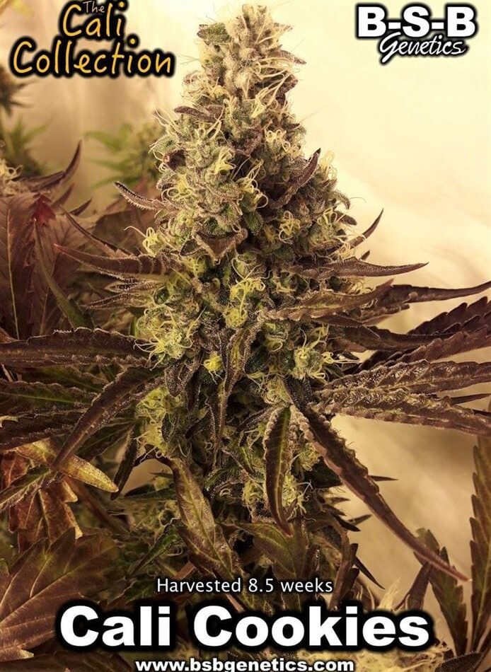 Indica Dominant – Nausea – Super Strength – Cali Cookies strain – image 1 – from BSB Genetics via Seed City
