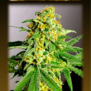Image 1 of Cali Crack cannabis by BSB Genetics – Indoor-friendly – Super Strength – Sativa-leaning – Seed City