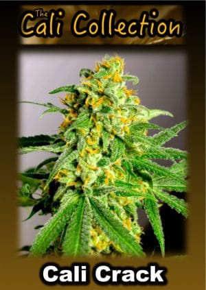 Cali Crack