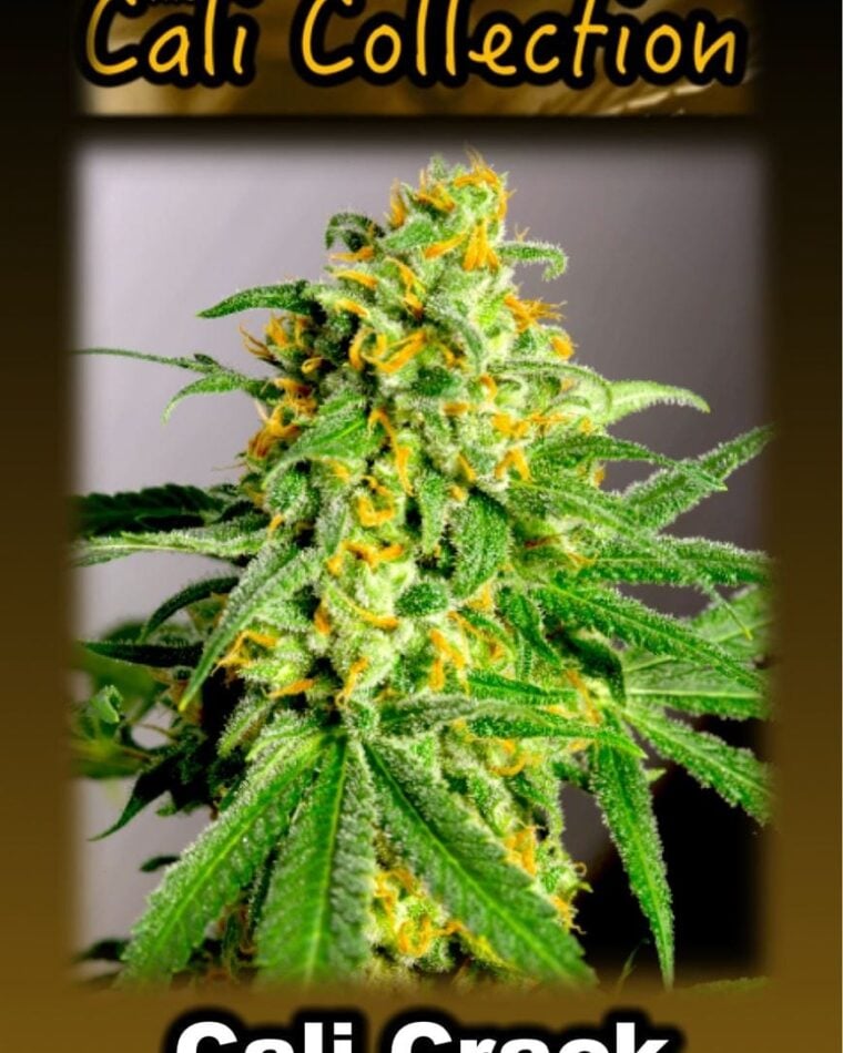 Image 1 of Cali Crack cannabis by BSB Genetics – Indoor-friendly – Super Strength – Sativa-leaning – Seed City