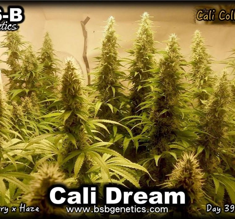 Image 1 of Cali Dream cannabis by BSB Genetics – Sativa Dominant – Indoor – Cerebral – Seed City
