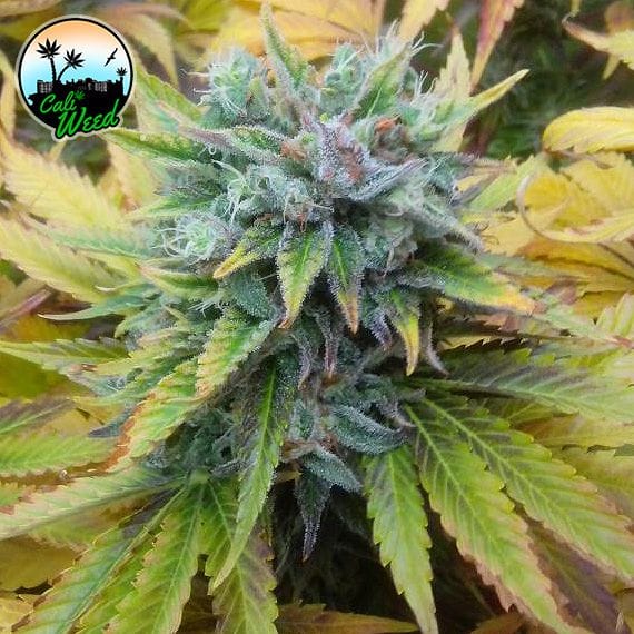 Cali Dream by Cali Weed Seeds – Female seeds – Outdoor – 50% Indica/50% Sativa – image 1 – Seed City