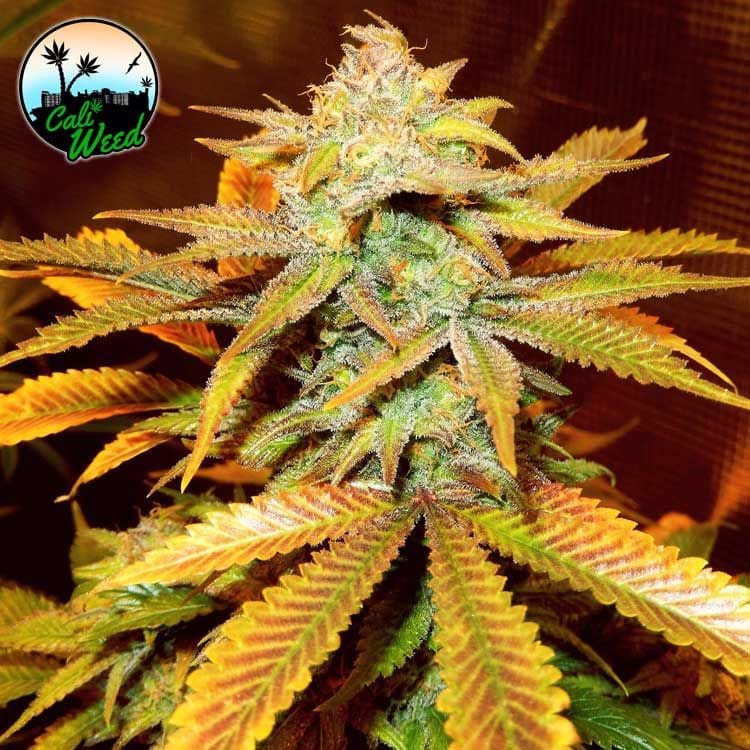 Image 1 of Cali Glue cannabis by Cali Weed Seeds – Lemon – Outdoor – 12/12 Photoperiod – Seed City