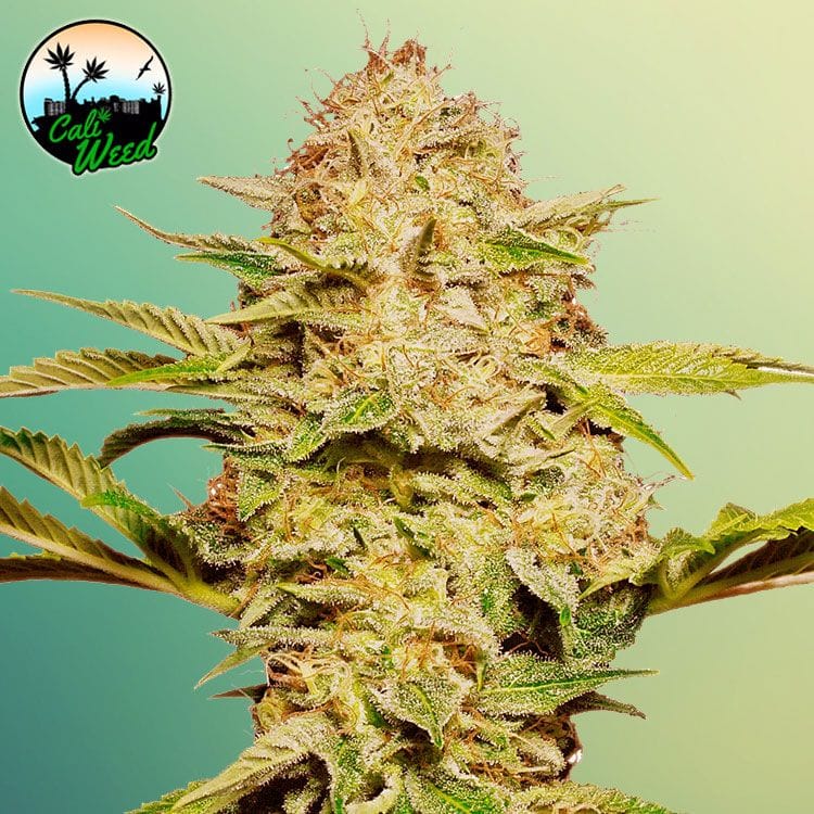 Cali Glue Auto by Cali Weed Seeds – Body Stone – Indica-heavy – Feminized – image 1 – Seed City